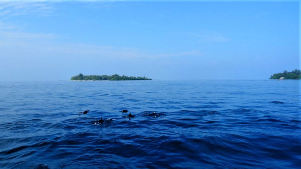Dolfijnen zwemmen in de Malediven