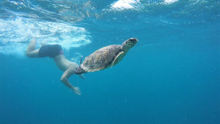 Duiken en snorkelen met schildpad