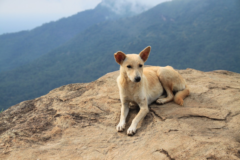 Hond bij Adam's Peak in Sri Lanka