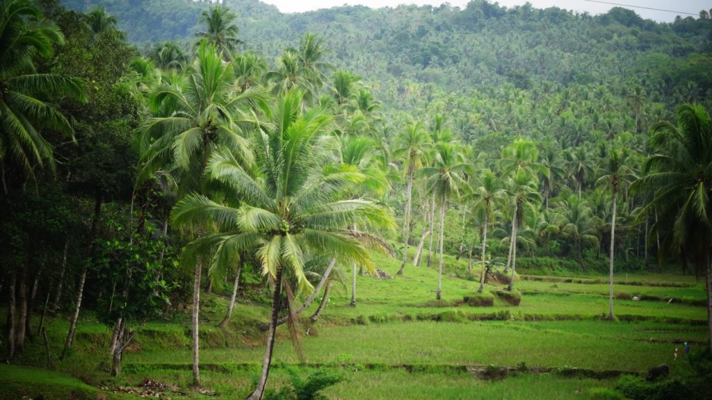 Palmbomen en rijstterrassen op Bohol in de Filipijnen