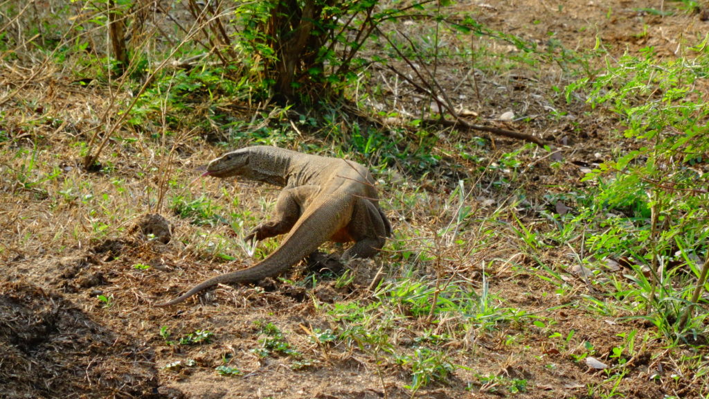 Komodovaraan in Yala Nationaal Park tijdens safari in Sri Lanka