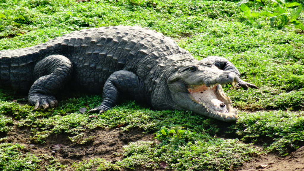 Krokodil in Udawalawe Nationaal Park tijdens safari in Sri Lanka