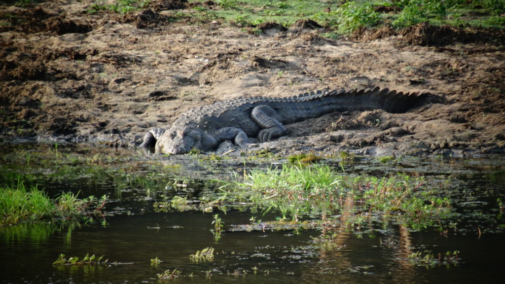Krokodil in Nationaal Park tijdens safari in Sri Lanka