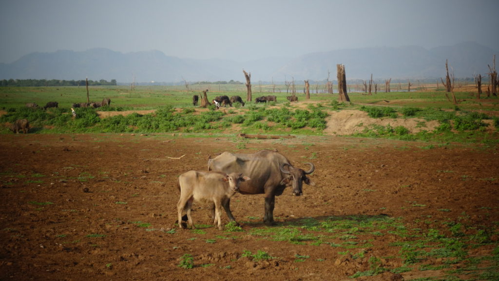 Dieren in Udawalawe Nationaal Park tijdens safari in Sri Lanka
