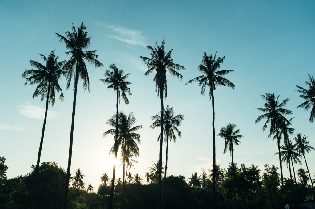 Palmbomen in Indonesië