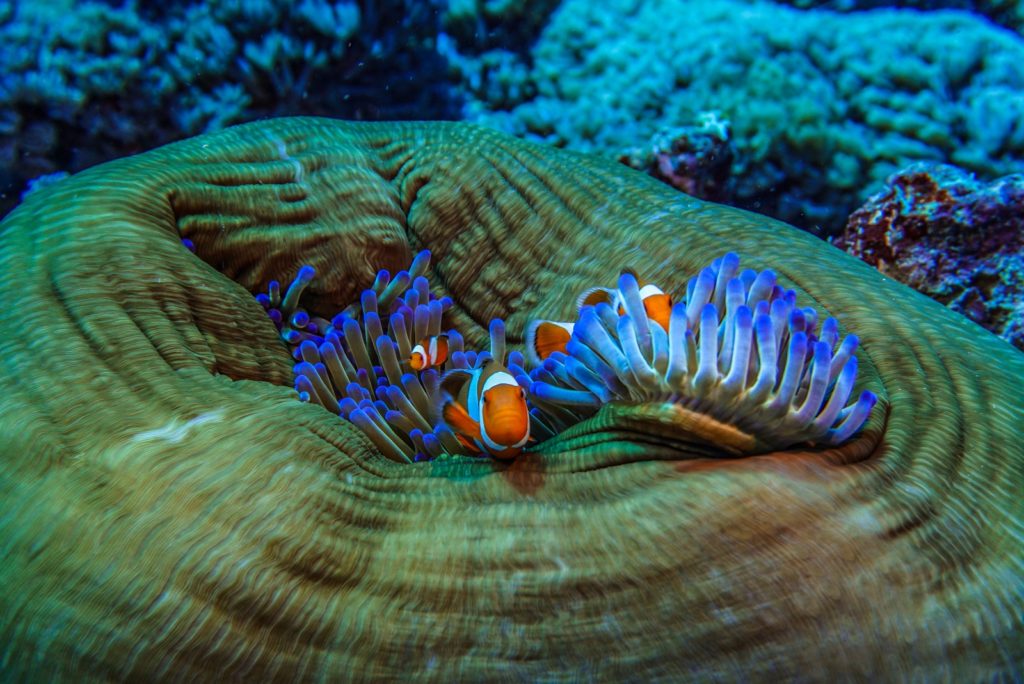 Vis zwemt bij koraal tijdens snorkelen