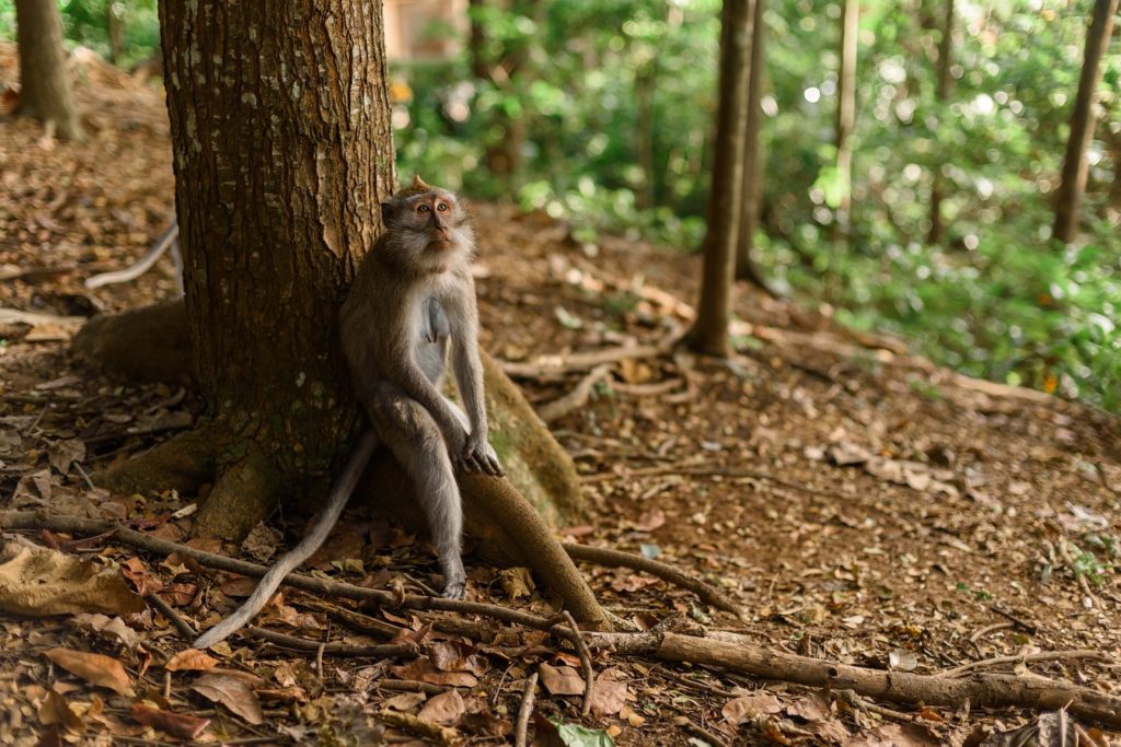 Aap zit bij boom in Monkey Forest in leuke plaatsen Bali