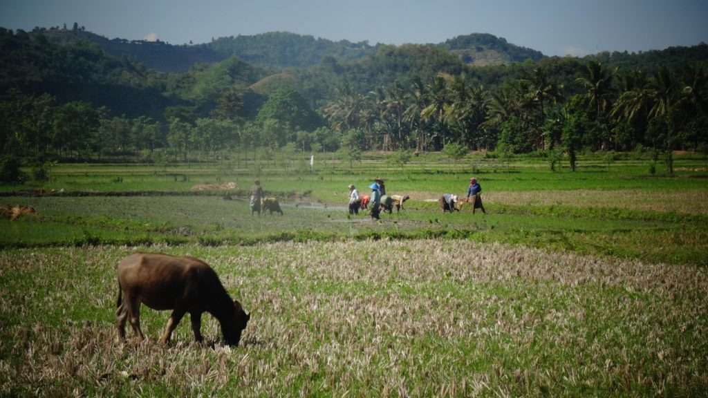 Groene rijstvelden in Kuta in Indonesië
