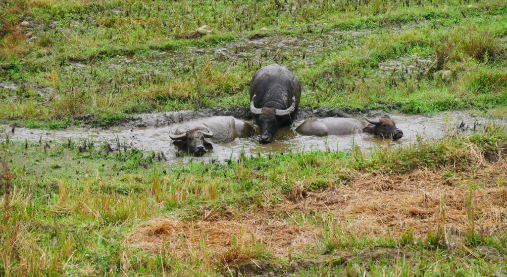 Buffels badderen in water bij rijstterrassen