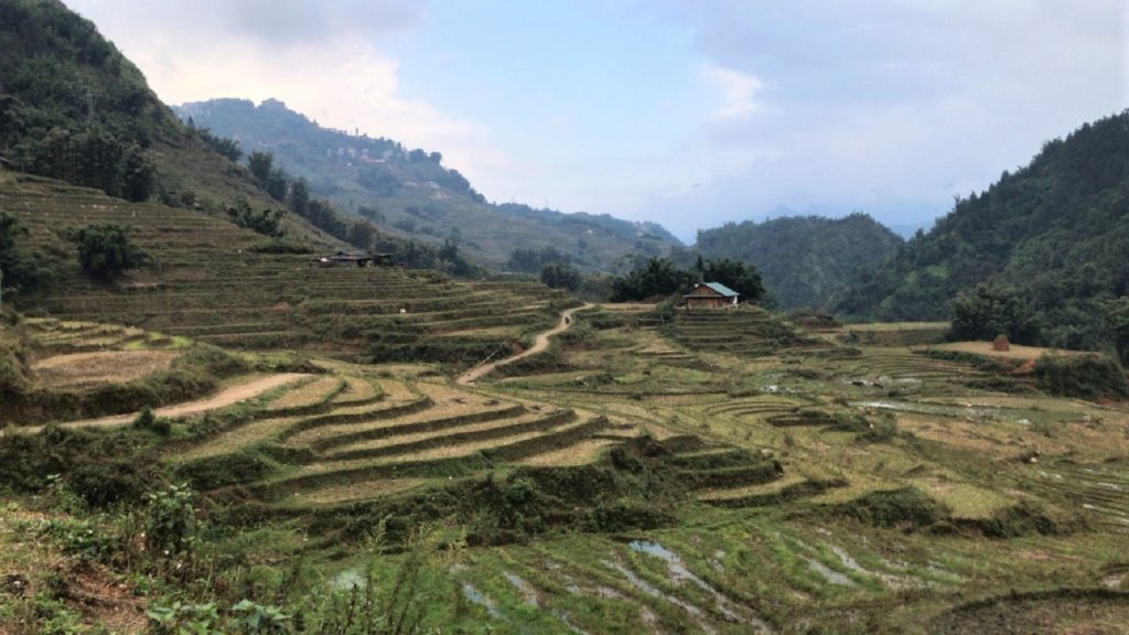 Groene rijstvelden van Sapa in Vietnam
